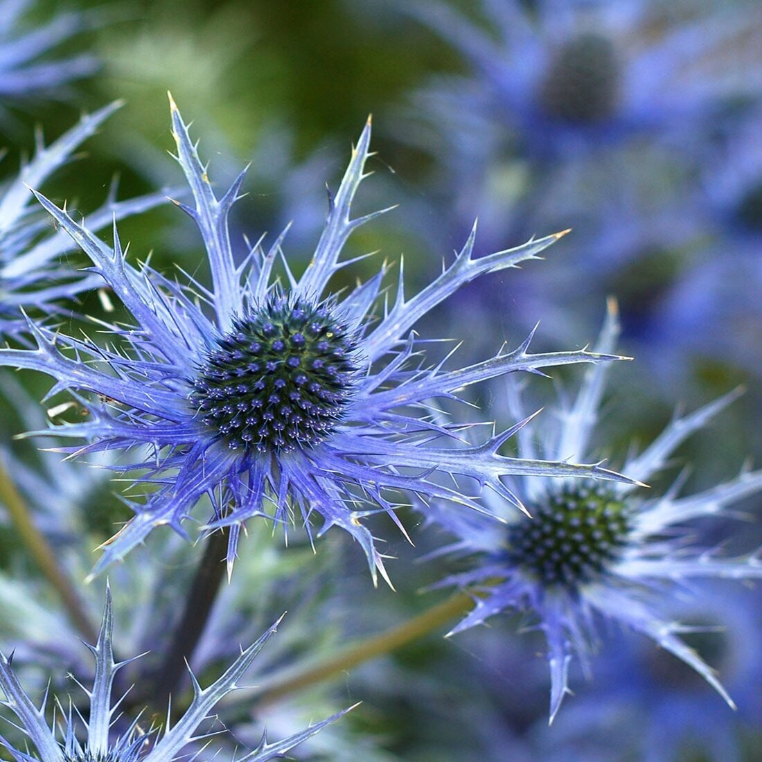 Eryngium planum 'Blue Glitter'