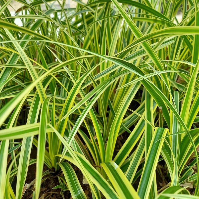 Carex morrowii 'Aureovariegata'