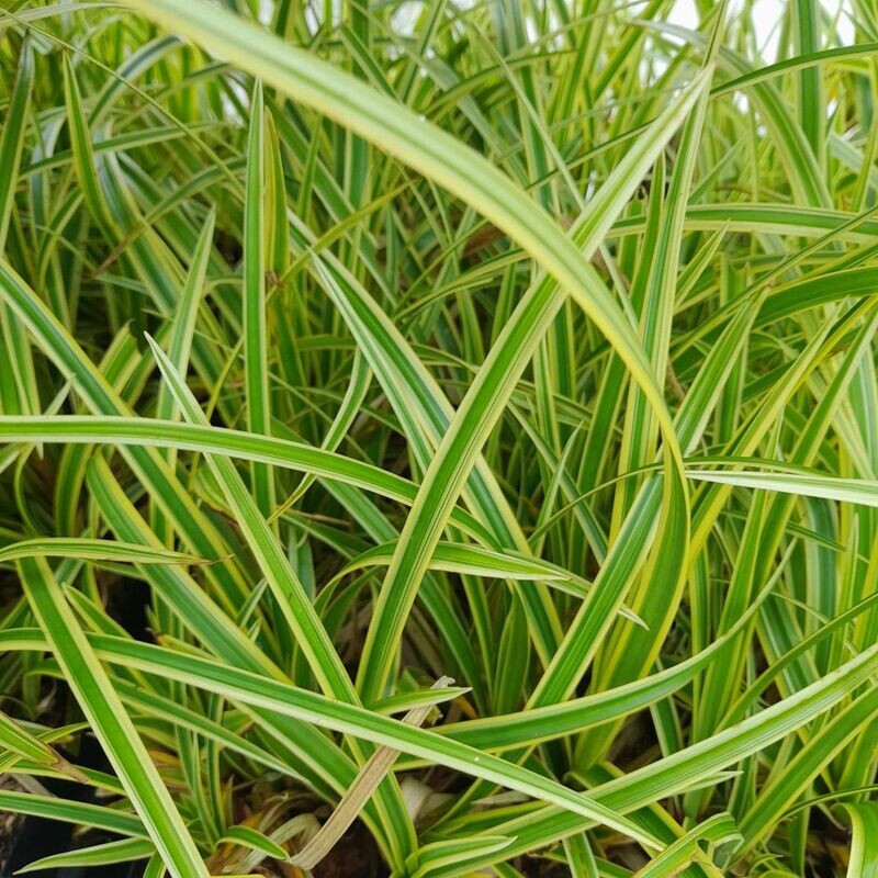 Carex morrowii 'Goldband'