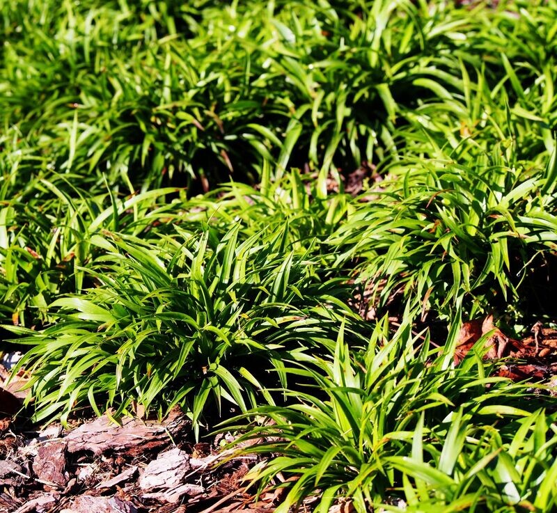 Luzula pilosa 'Igel'