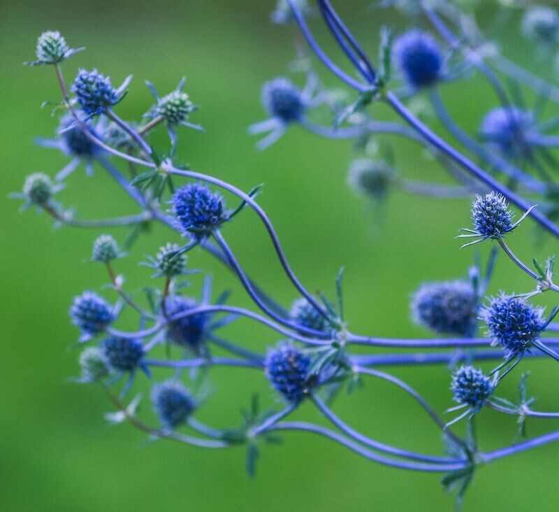 Eryngium planum 'Blue Glitter'