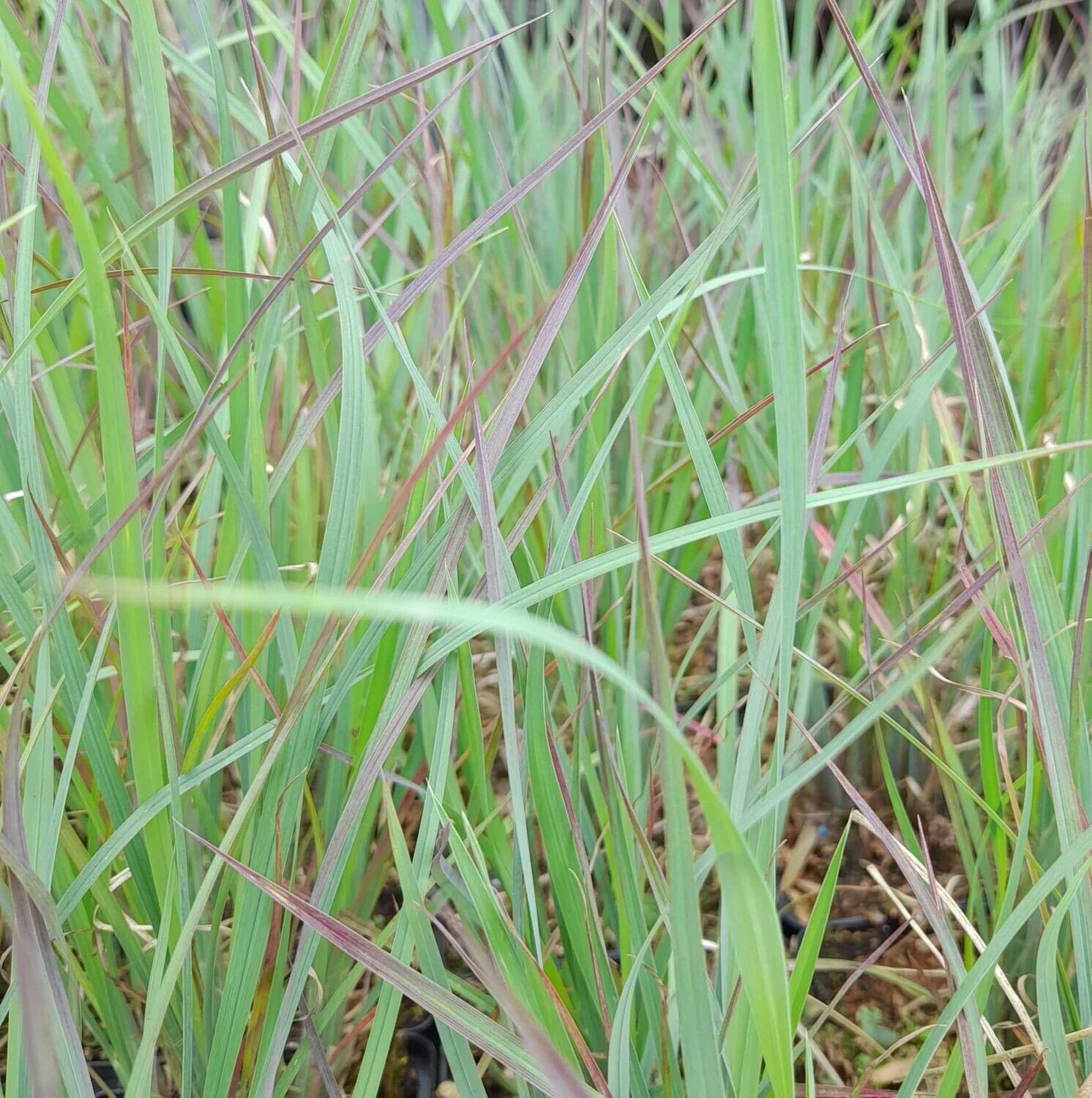 Schizachyrium scoparium 'Prairie Blues'
