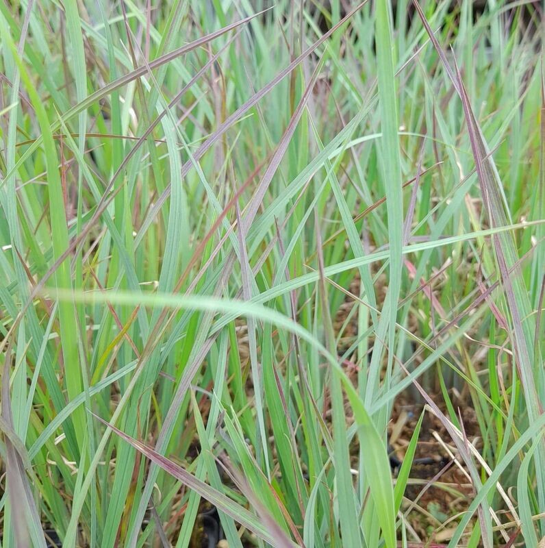 Schizachyrium scoparium 'Prairie Blues' Schizachyrium scoparium 'Prairie Blues'