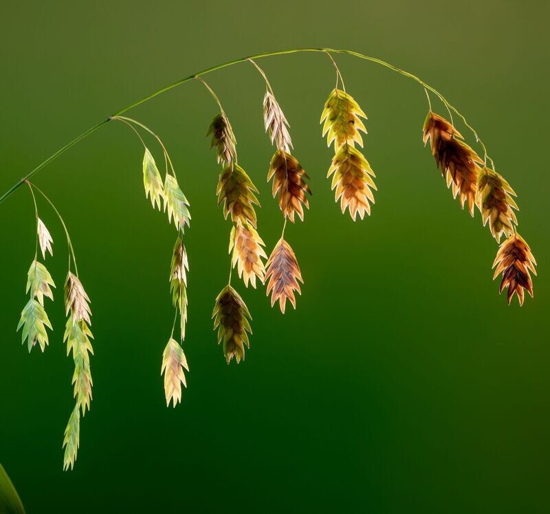 Chasmanthium latifolium 'River Mist'