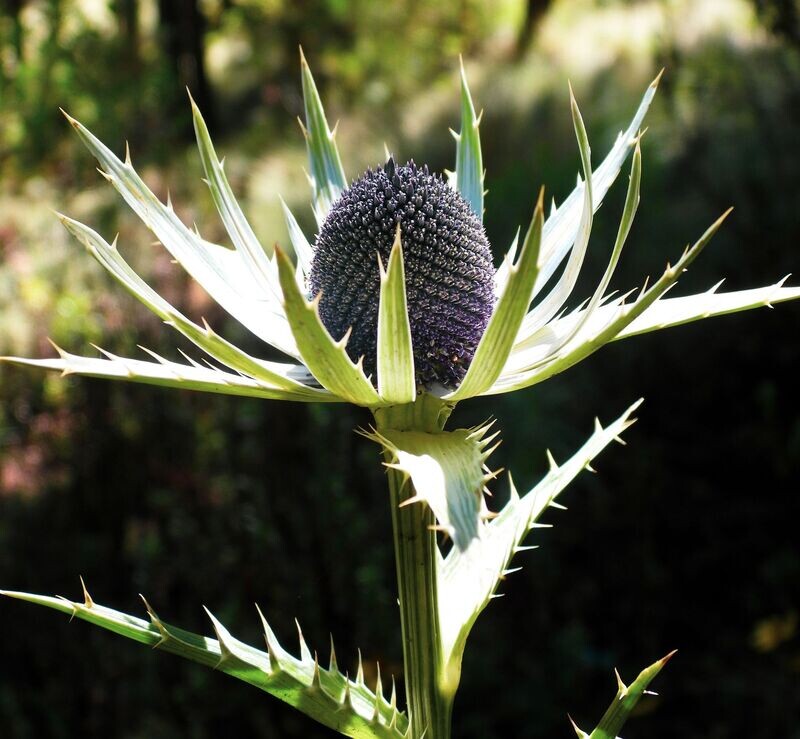 Eryngium proteiflorum