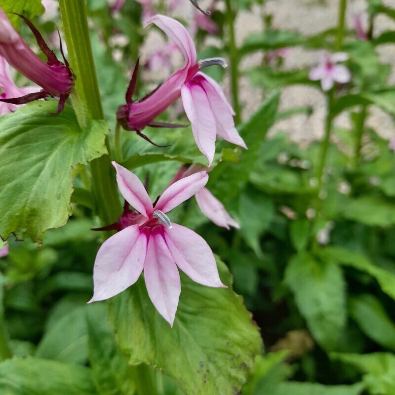 Lobelia 'Compton Pink'