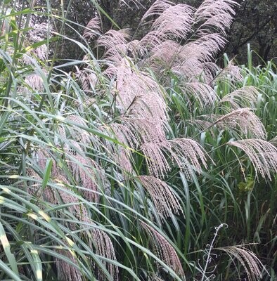Miscanthus Grasses