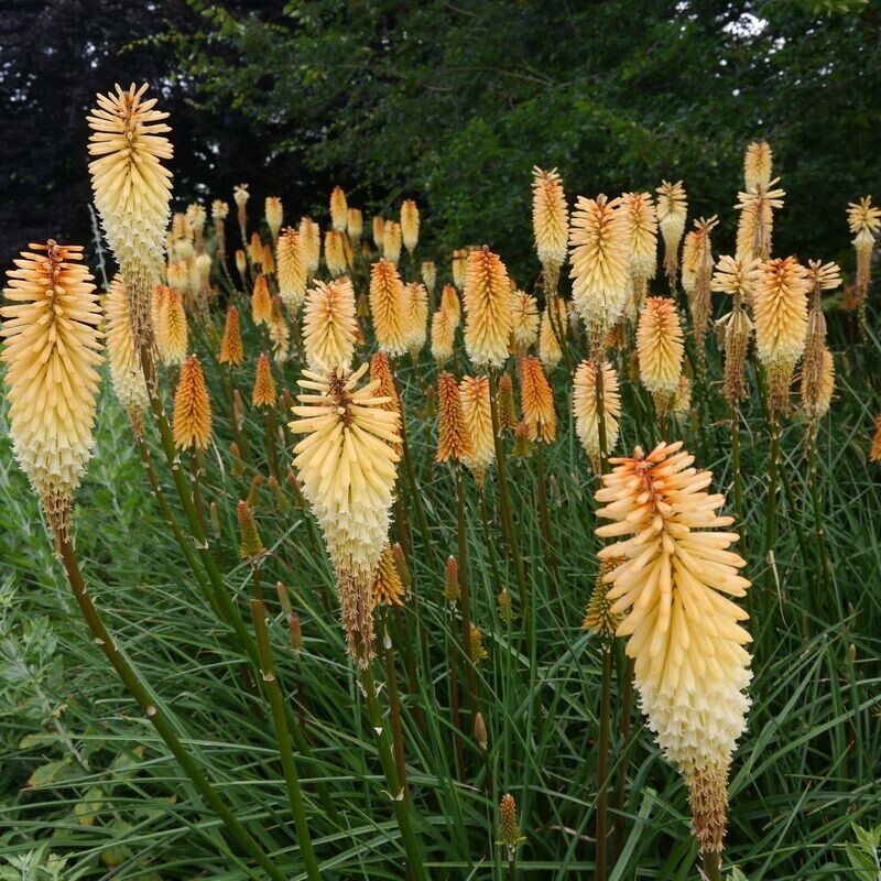 Kniphofia 'Toffee Nosed'