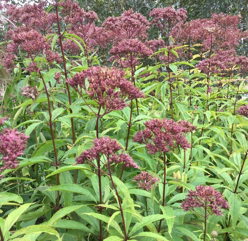 Eupatorium maculatum 'Atropurpureum'