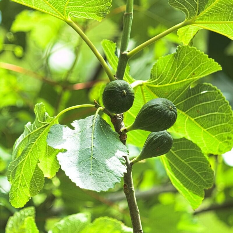 Ficus carica 'Little Miss Figgy'