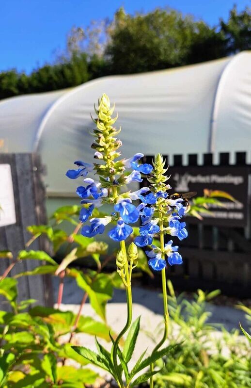 Salvia uliginosa