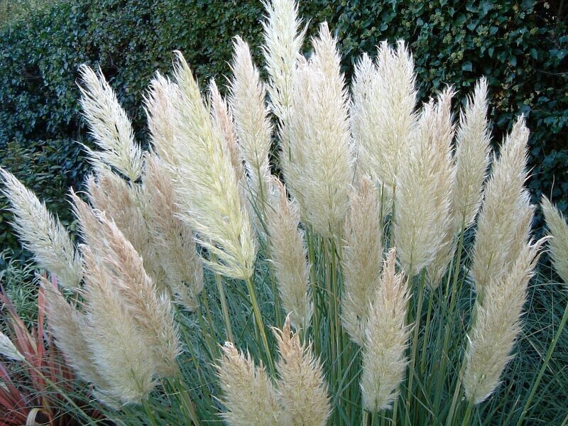 Cortaderia selloana 'Pumila'