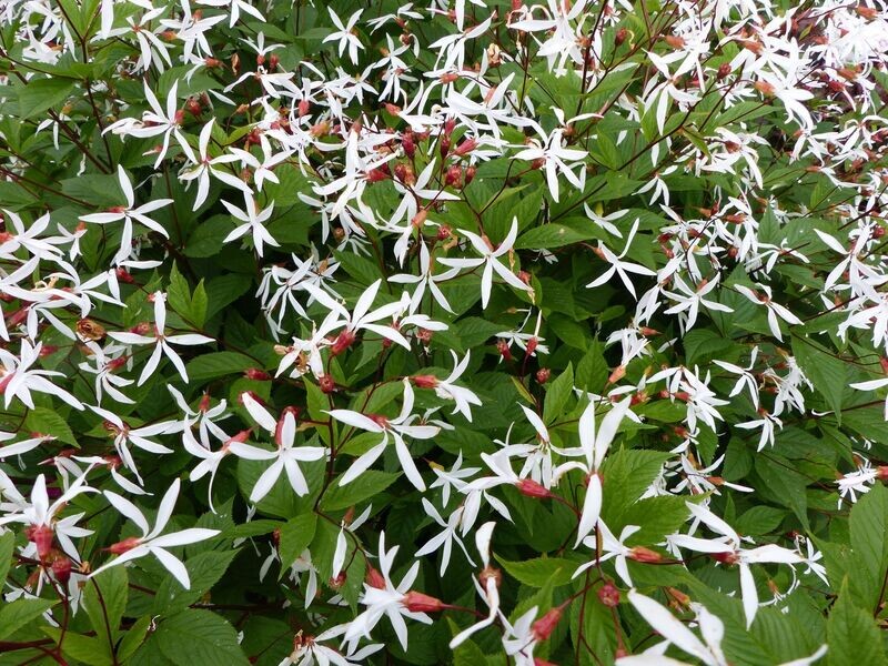 Gillenia trifoliata