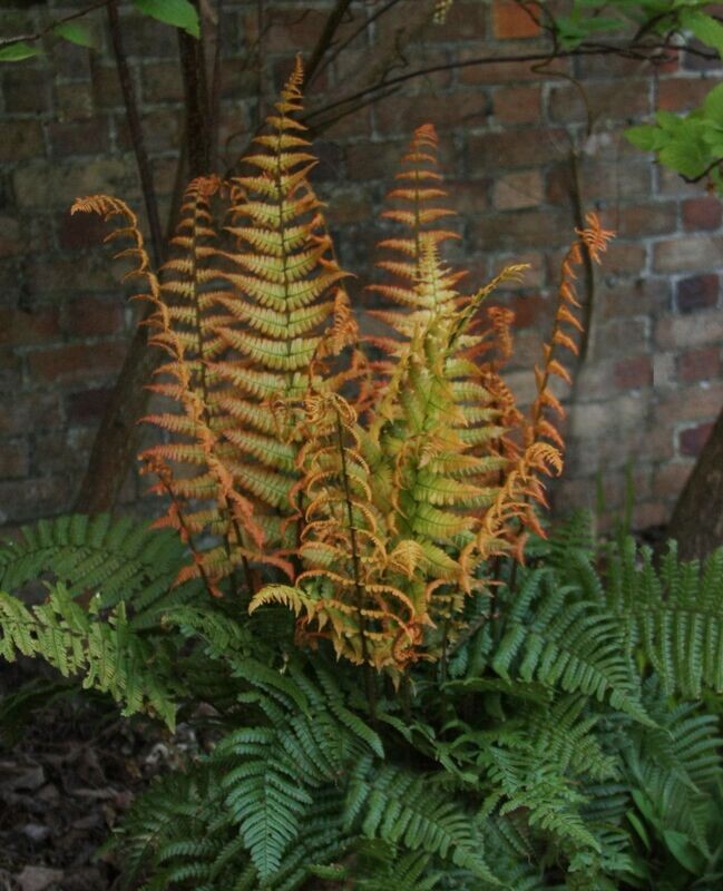 Dryopteris wallichiana 'Jurassic Gold' Dryopteris wallichiana 'Jurassic Gold'