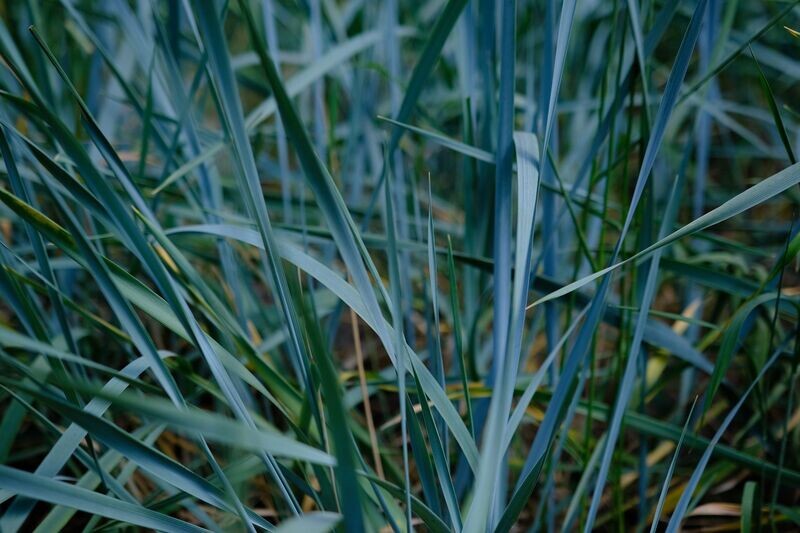 Leymus arenarius
