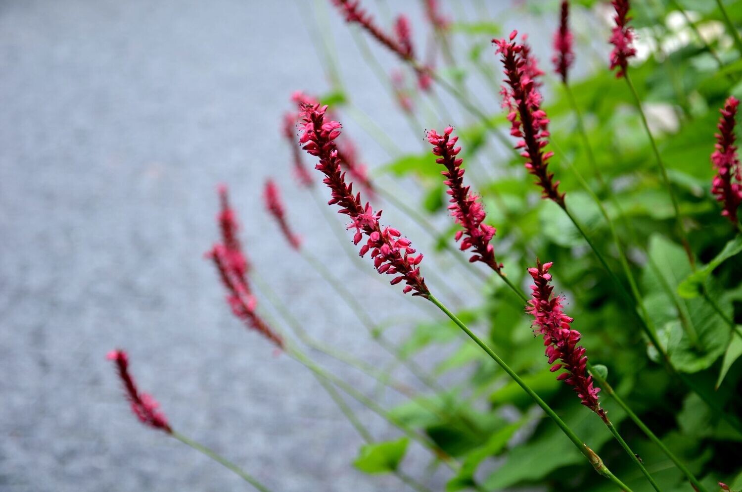 Persicaria amplexicaulis 'Blackfield'