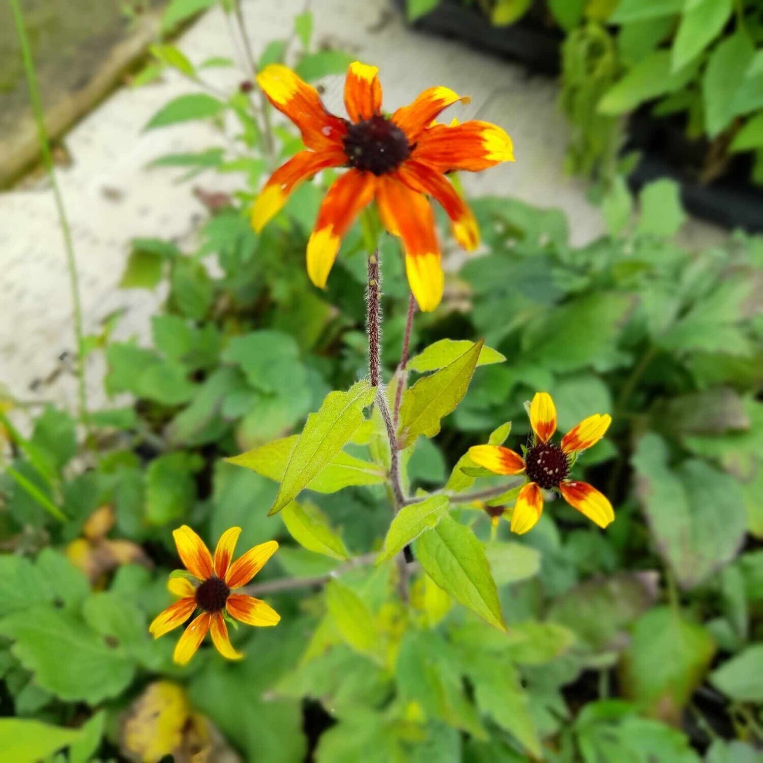 Rudbeckia triloba 'Prairie Glow'