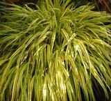 Hakonechloa macra 'Aureola'