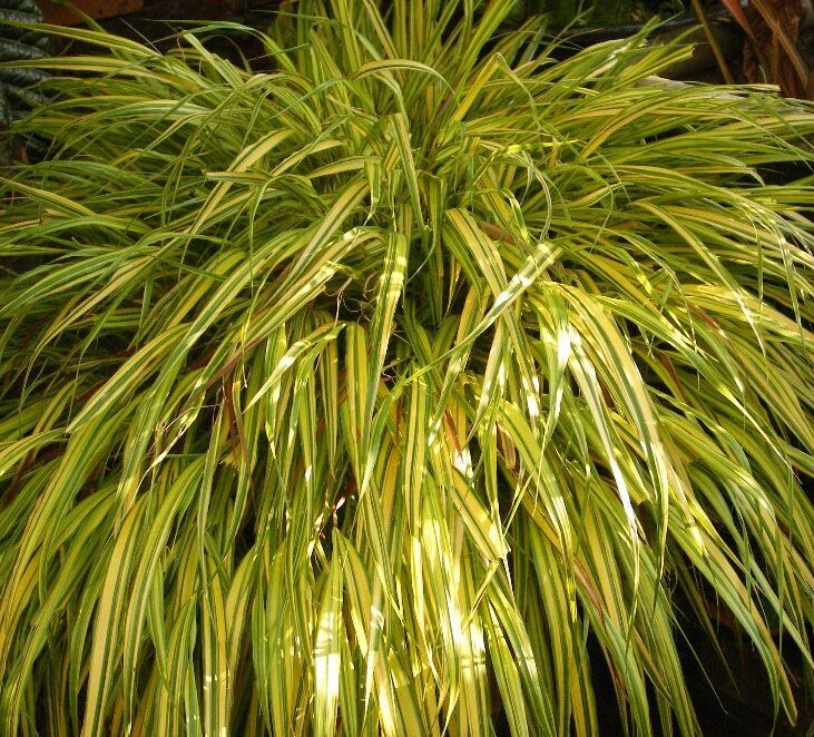 Hakonechloa macra 'Aureola' Hakonechloa macra 'Aureola'