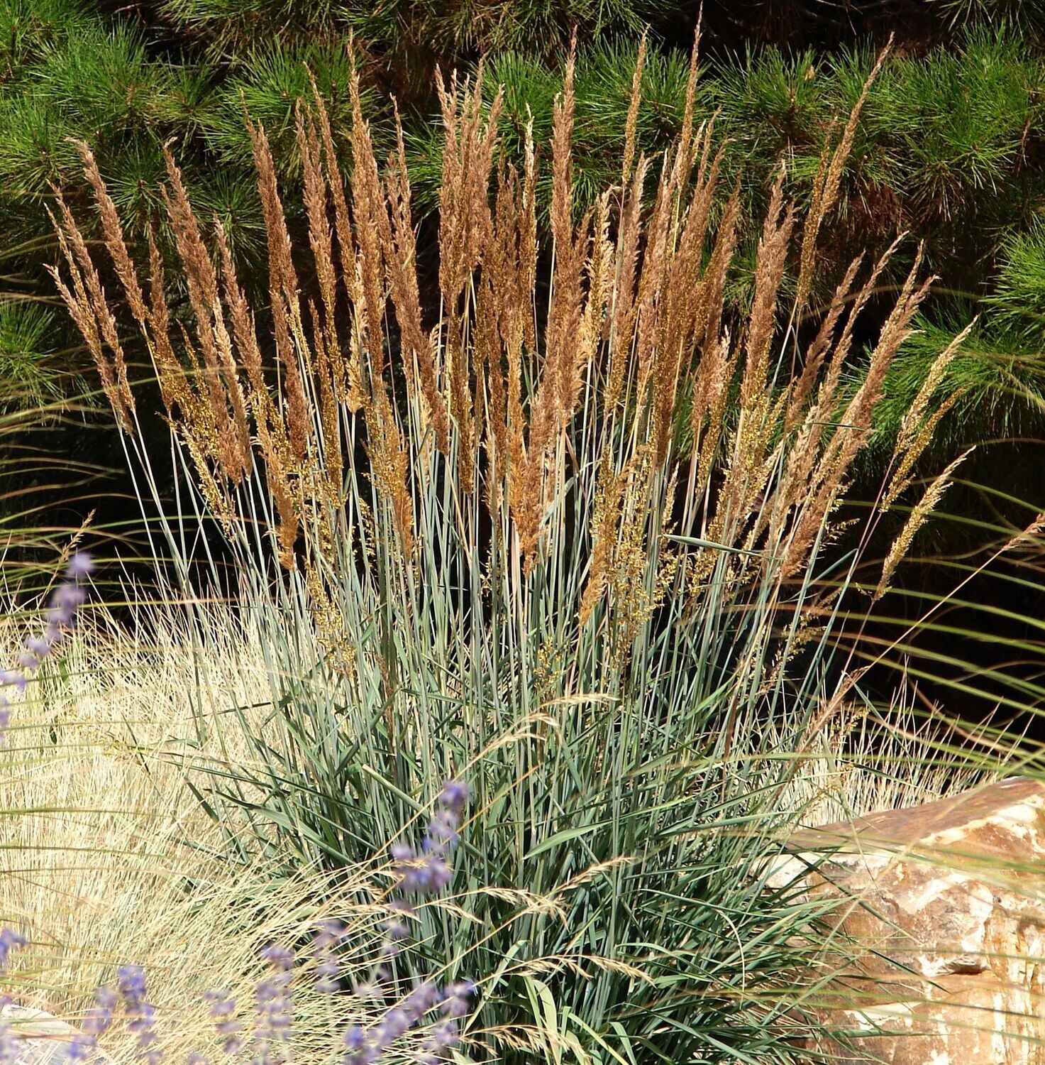 Sorghastrum nutans 'Indian Steel'