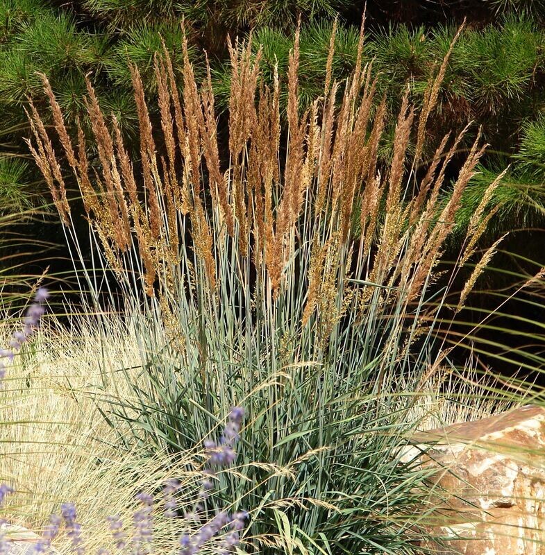 Sorghastrum nutans 'Indian Steel'