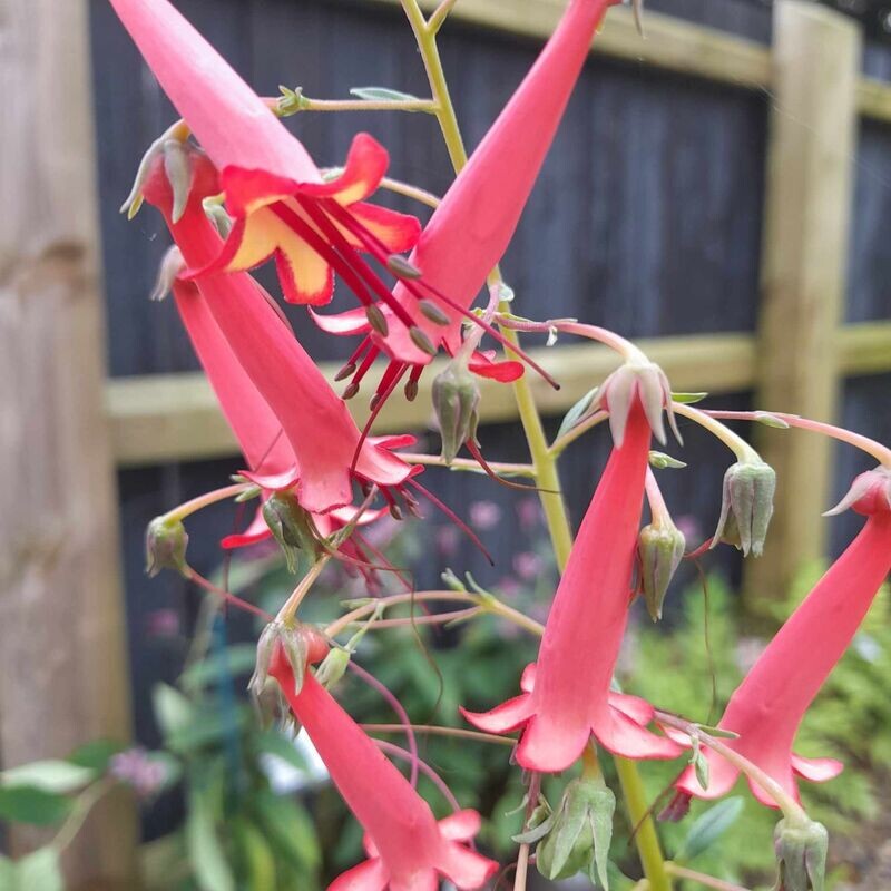 Phygelius x rectus 'African Queen'