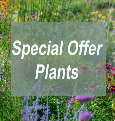 Special Offer Plants