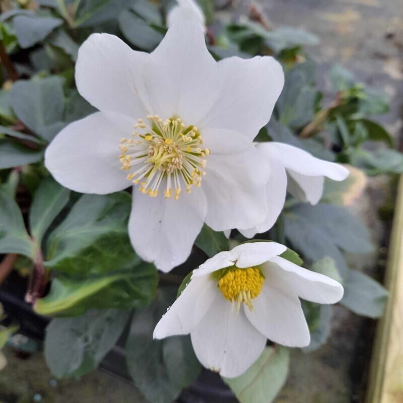 Helleborus niger.  'Christmas Carol'