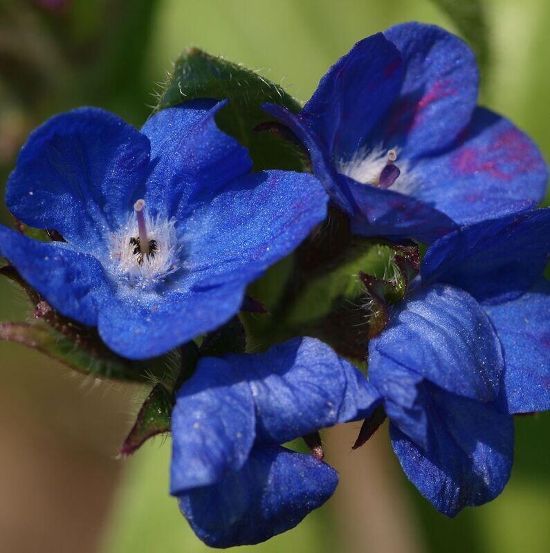 Anchusa azurea 'Loddon Royalist' Anchusa azurea 'Loddon Royalist'