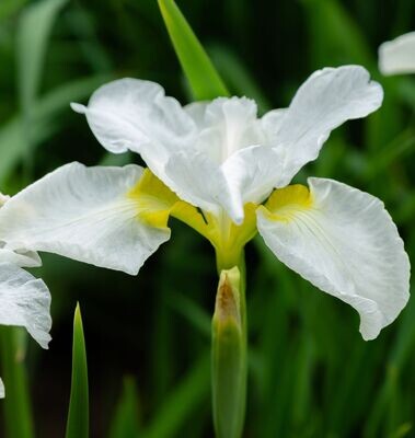 Iris sibirica 'Snowcrest'
