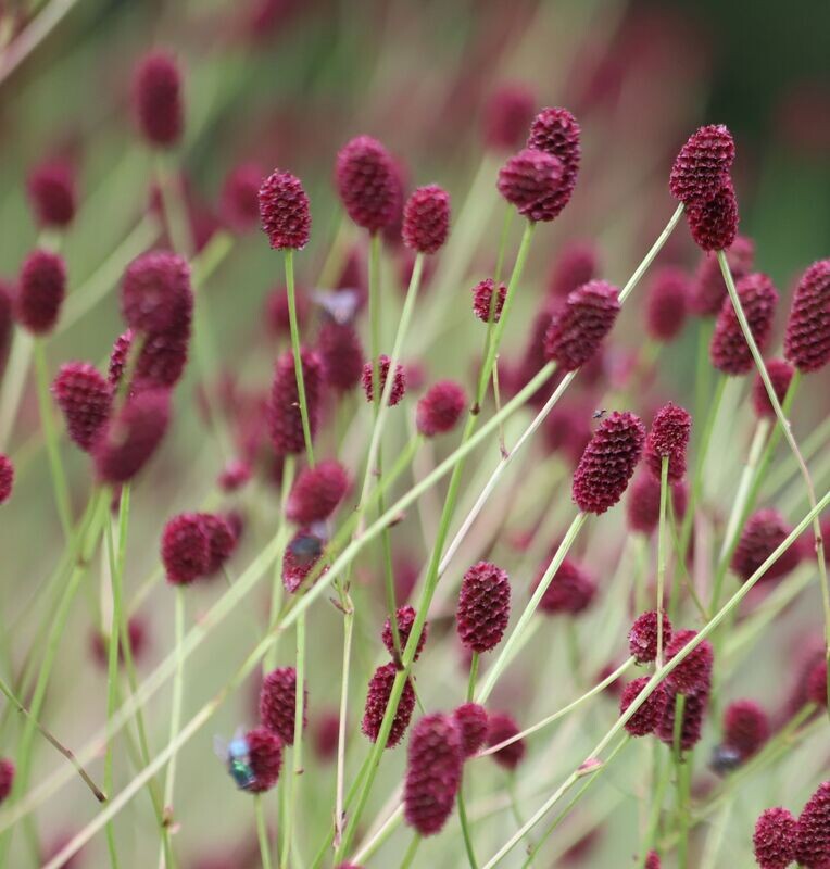 Sanguisorbia menziesii