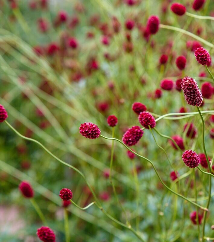 Sanguisorba officinalis 'Tanna'