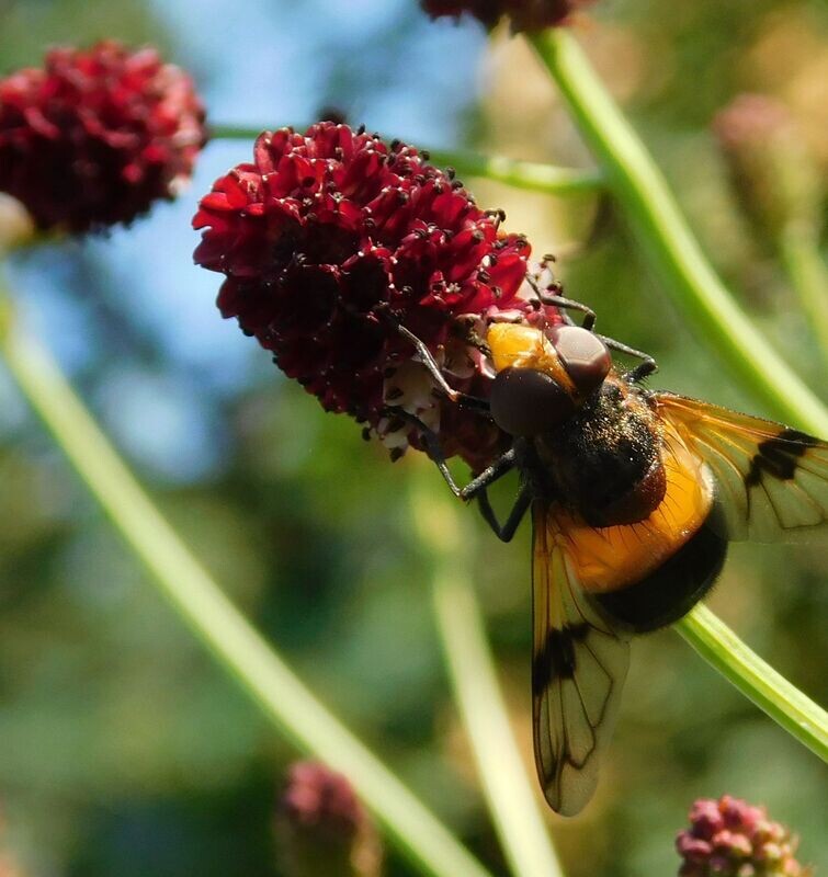 Sanguisorba officinalis 'Tanna'