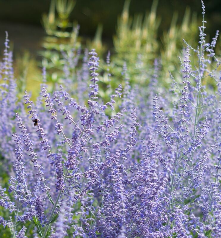 Perovskia atriplicifolia 'Blue Spire'