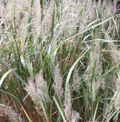 Calamagrostis Grasses