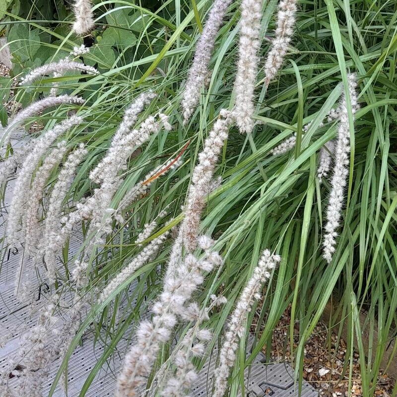 Pennisetum orientale 'Tall Tails' Pennisetum orientale 'Tall Tails'