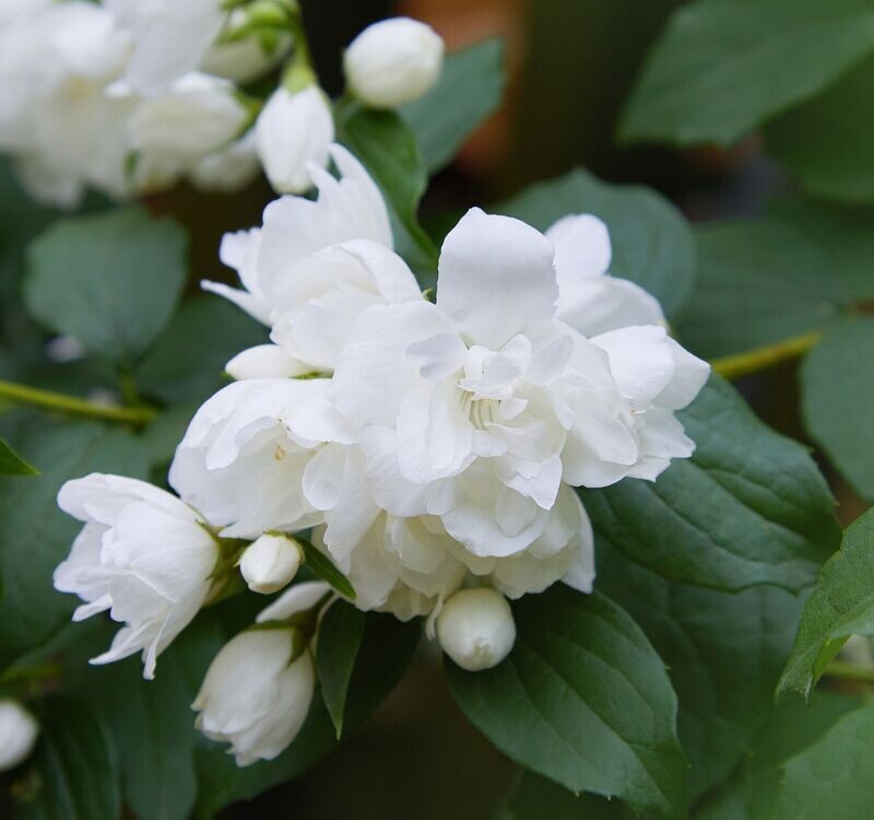 Philadelphus 'Manteau d Hermine'