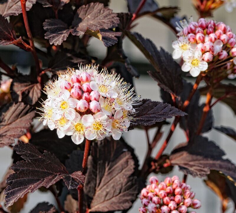 Physocarpus opulus 'Diablo'