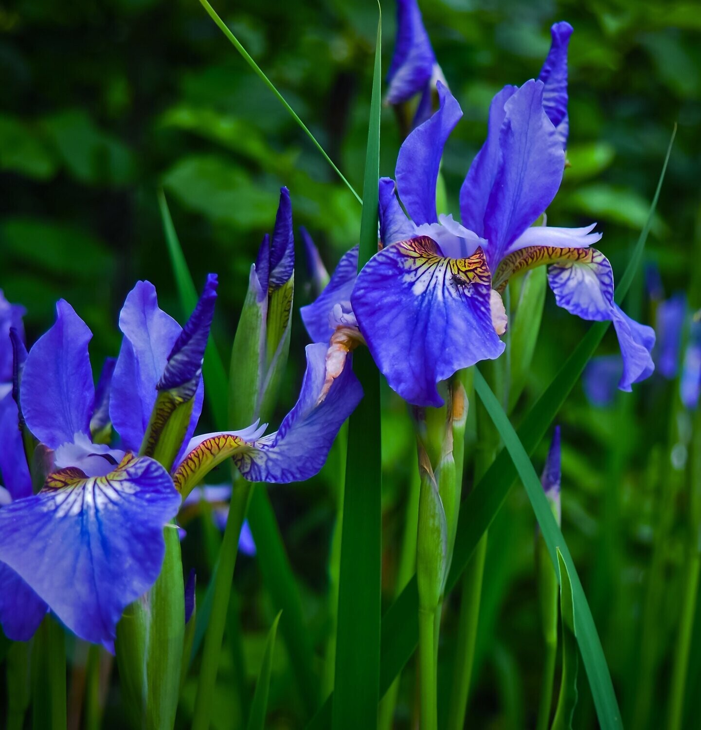 Iris sibirica 'Cambridge'