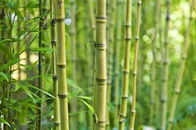 Hardy Bamboo