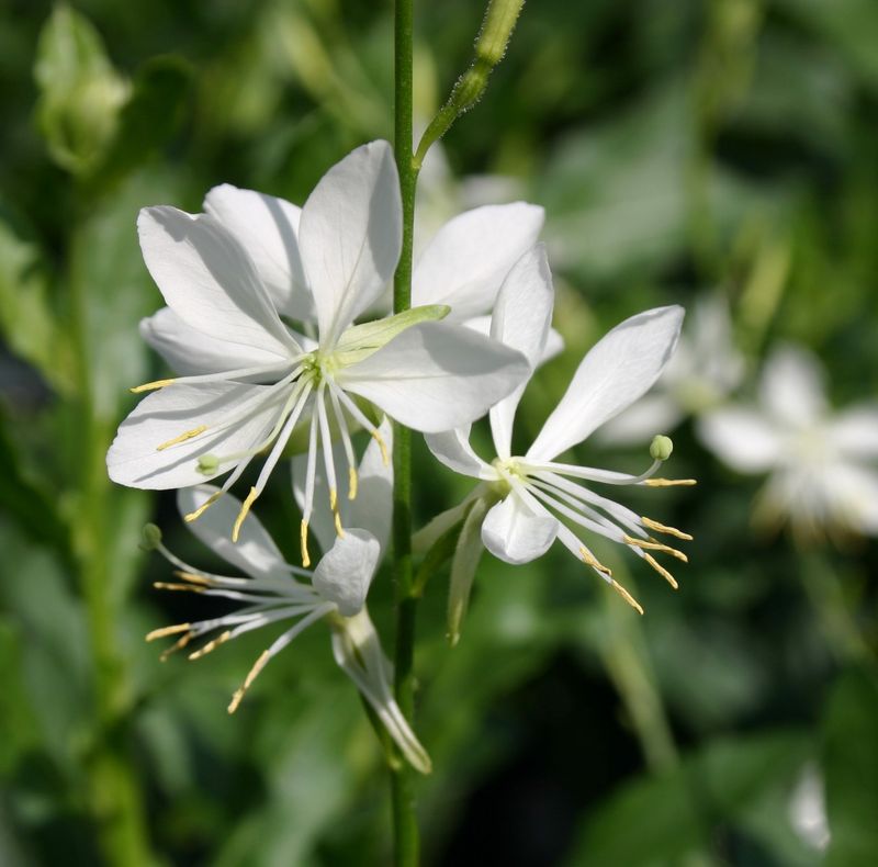 Gaura lindheimeri 'Papillon'