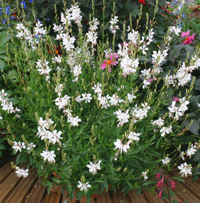 Gaura lindheimeri 'Karalee White'