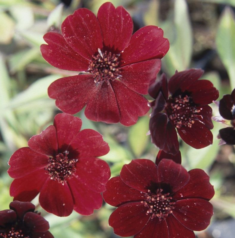 Cosmos astrosanguineus 'Chocolate'