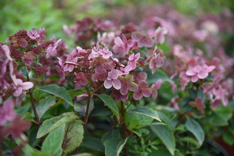 Hydrangea paniculata 'Polestar'