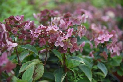 Hydrangea paniculata 'Polestar'