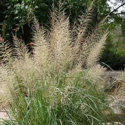 Sporobolus