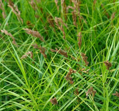 Carex ( Deciduous Varieties)
