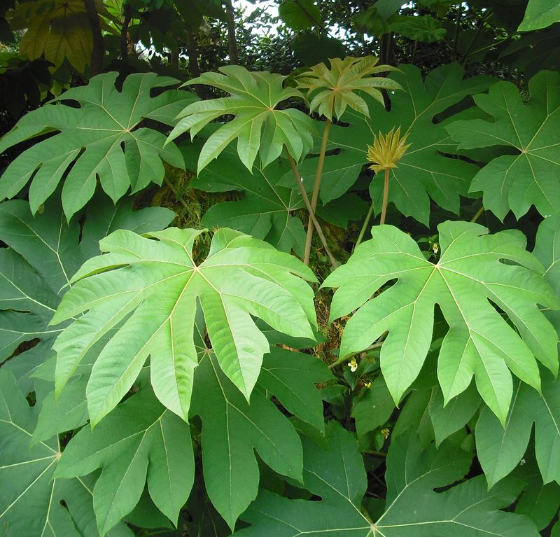 Tetrapanax papyrifer