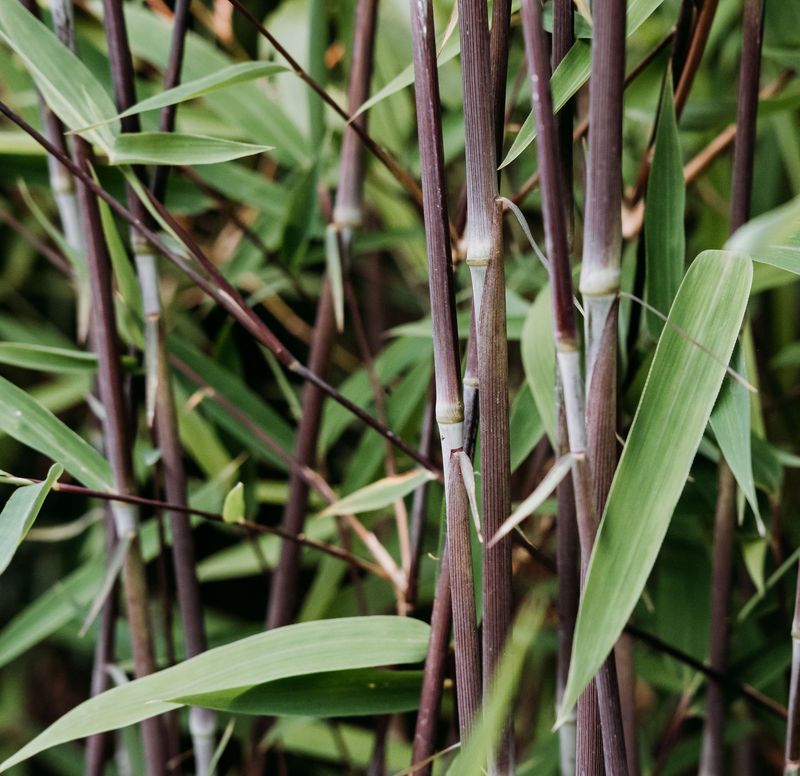 Fargesia nitida 'Volcano'