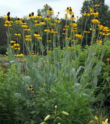 Rudbeckia 'Maxima'